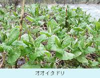 ずきしらずの実 口コミを調べてみた