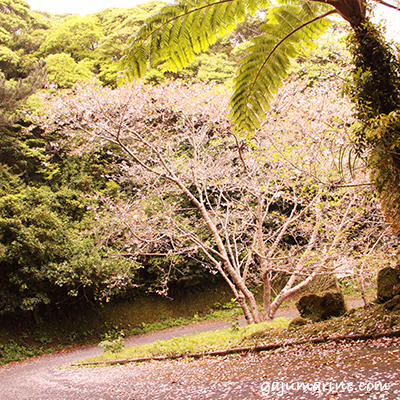 湯湾岳 桜