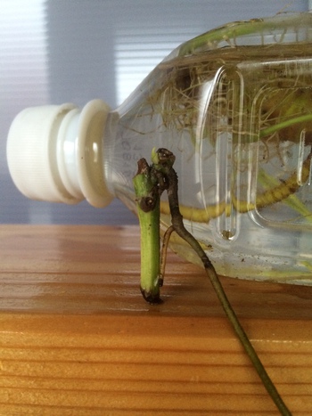 お～芽が！！