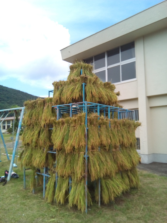 秋名小学校稲刈り