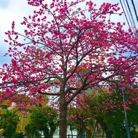 緋寒桜が満開!!