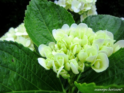 紫陽花♪***