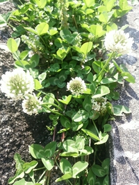 咲いてる、咲いてるclover(^-^)