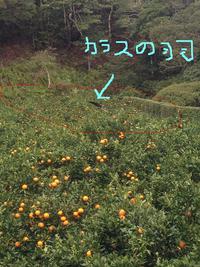 平井果樹園でのカラス対策