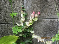見～つけた 2024/07/24 11:28:06