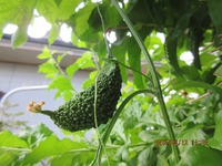 落ち着きなさい 2024/08/23 11:07:28