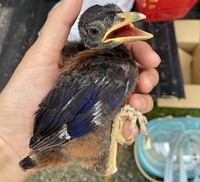 野鳥のヒナをできる限り拾わないように気を付けましょう