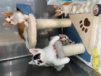 飼い主さん募集ねこ