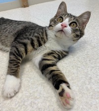 狂犬病集合注射のお知らせ