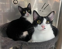 ネコちゃん膀胱炎警報！！