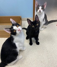 台風が多い季節です＆飼い主さん募集ネコ