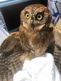 野生動物を保護したら
