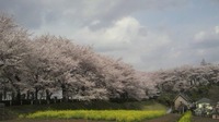 桜の便り