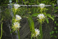 ドラゴンフルーツの花開花
