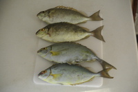 久しぷりの釣り