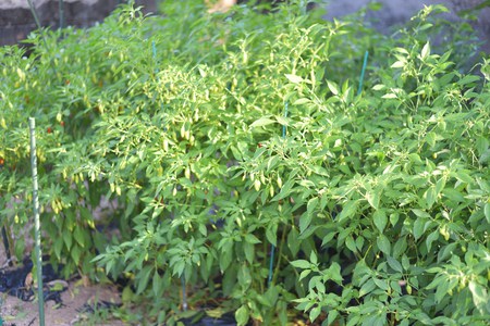 食堂の調味料　手作り島とうがらし