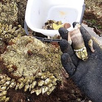 自然な海岸に戻す！