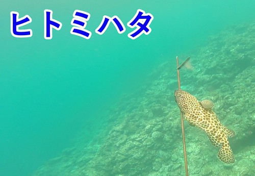 議会の勉強会の案内