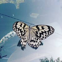 オオゴマダラ