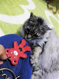 あにゃ～。。。車が　動かにゃい。。。（ーー；）