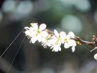今日は赤うるめタルタルソースにゃ～！(・ω・)ノ