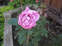 かわいいお花たちの紹介❤