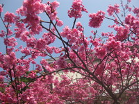 さくら✿サクラ✿桜♫