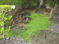 雨が降り、桜が散りました。