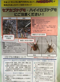 ⚠️特定外来生物の毒グモに注意❗️❗️⚠️
