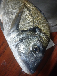 今夜の魚は!? 2021/04/09 20:26:56
