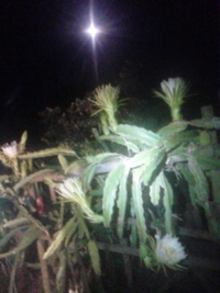 夜の花見