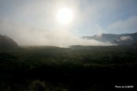 霧のマングローブ