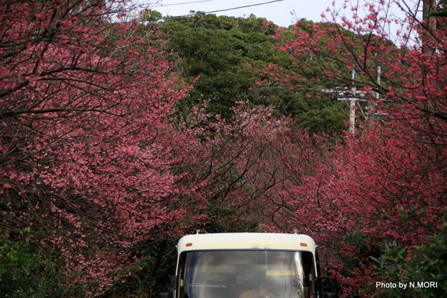 ヒカンザクラを求めて
