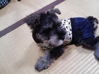 初お洋服