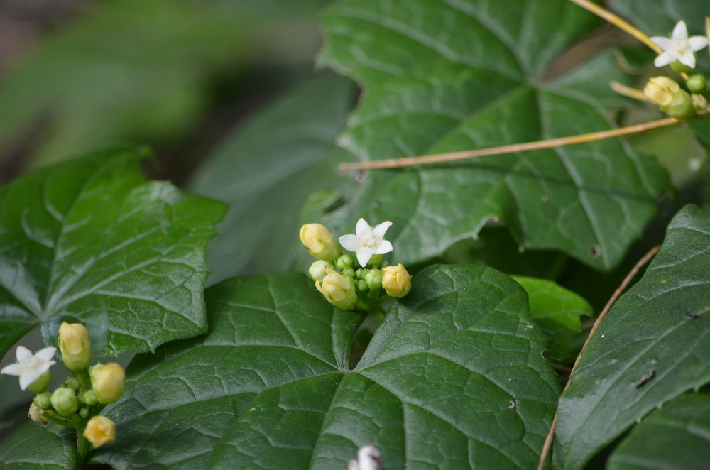 喜界島通信 白い小さな花