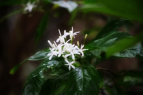 たまってた植物写真