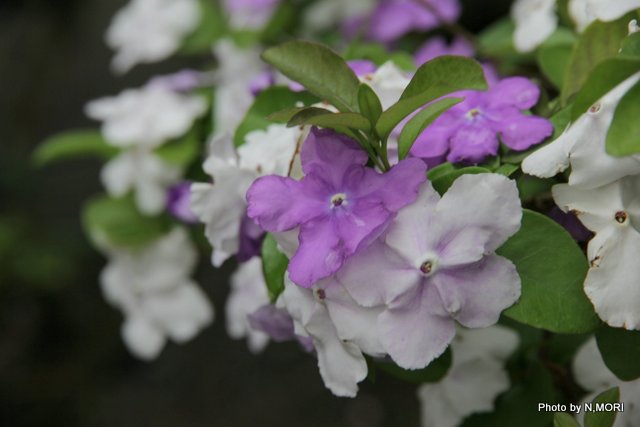 今日の花々（ランタナ他）
