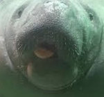 深海マナティー