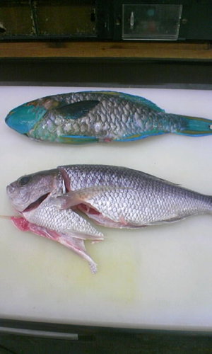 お魚chan・・・