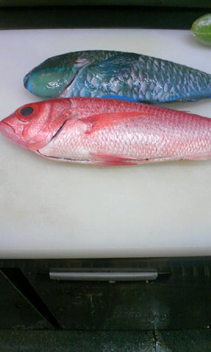 お魚・・・