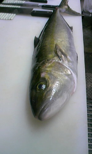 お魚・・・