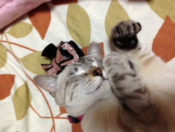 ネコでも「豹変」これいかに・・・