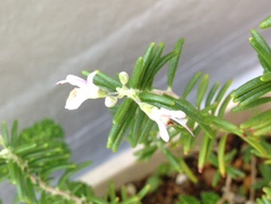 ローズマリーの花