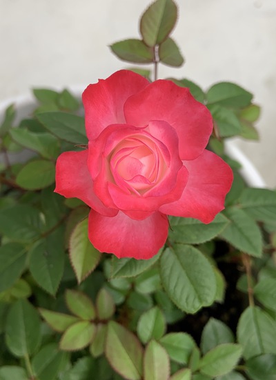 バーラが咲いた