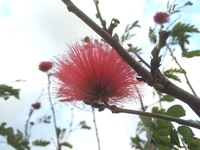 花や元あれば