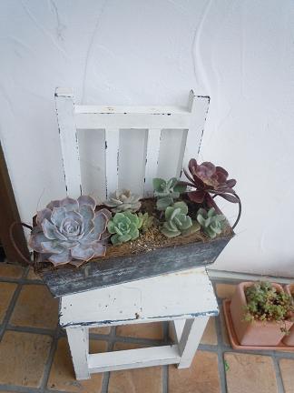 多肉植物♪