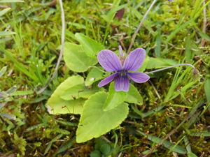 春を告げる野の花