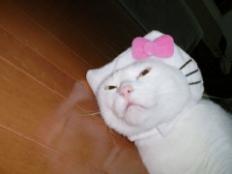 ﾟ｡*お誕生日おめでとﾆｬﾝ*｡ﾟ