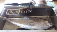 大きい魚！