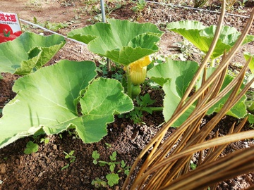 夏野菜を植えています